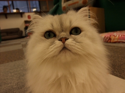 兵庫県初の猫カフェ「 cat cafe nyanny 」開業10周年記念。 店舗の無料開放など 