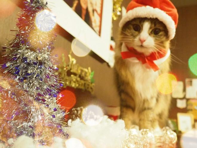 クリスマスは猫たちがサンタさんのコスプレでお客様をお出迎えします。 猫カフェnyanny 秋葉原店