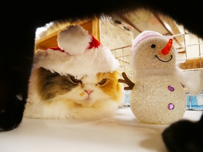 12/24，25は猫たちがクリスマスのコスプレでお客様をお出迎えします。 