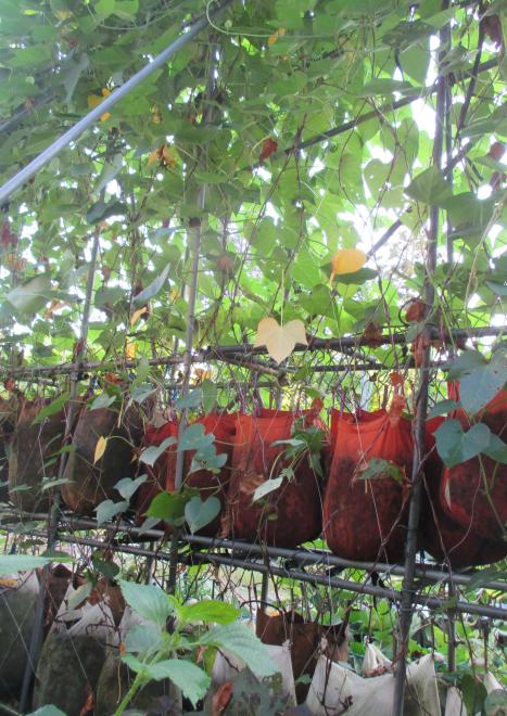 三次元栽培を可能にした品種登録のさつま芋