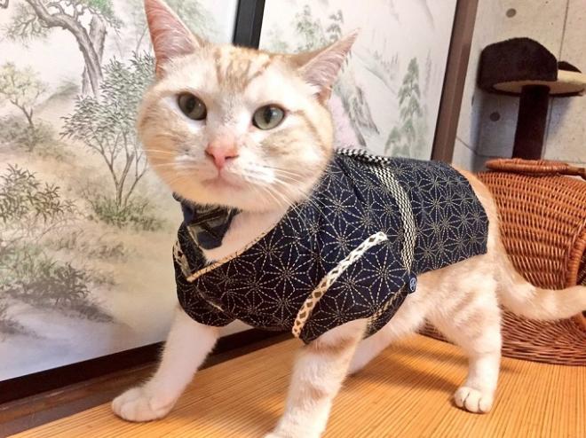 秋葉原にある「猫カフェ」の神田祭2018 神田祭は当店の猫たちがハッピ姿でお客様をお出迎えします