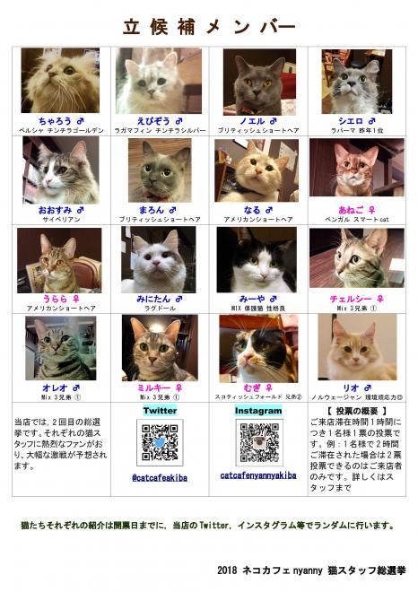 猫カフェ初夏の総選挙2018開幕！ 【 猫カフェ cat cafe nyanny 秋葉原店 】