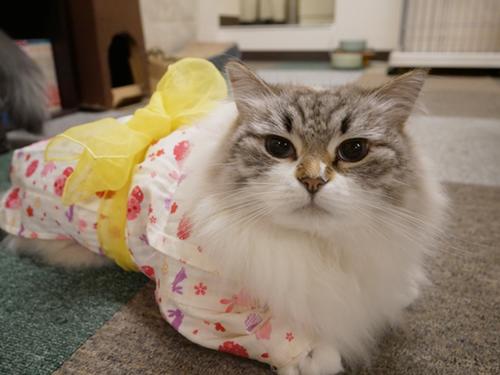 （猫カフェ）七夕は猫たちが浴衣姿でお出迎え cat cafe nyanny 神戸店