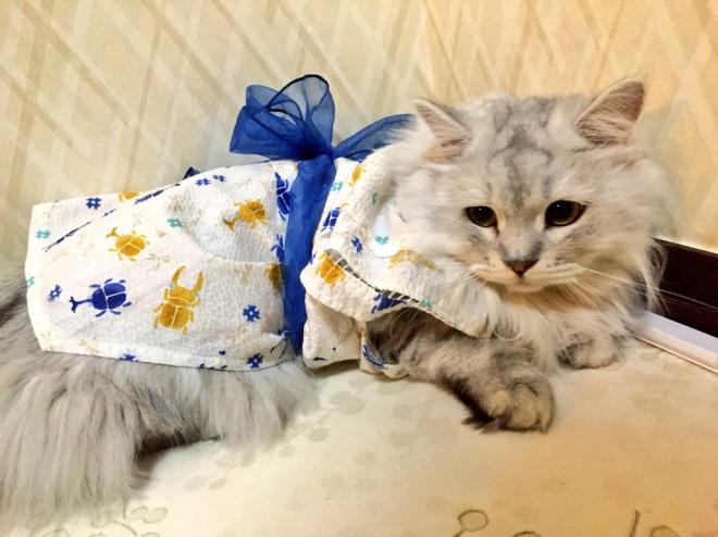 （猫カフェ）七夕は猫たちが浴衣姿でお出迎え cat cafe nyanny 秋葉原店