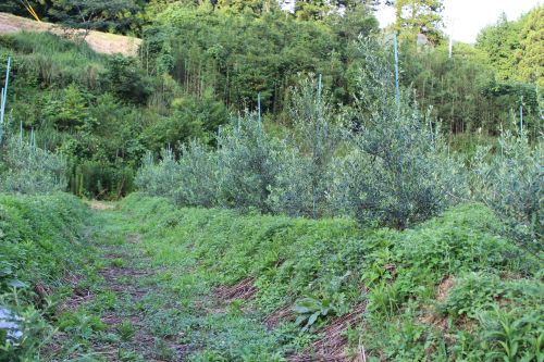 特許オリーブ事業「OLIVEIOUSサービス」リリースのお知らせ
