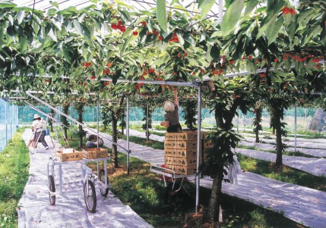 さくらんぼの棚栽培で鮮度よし、効率さらによし。日本初のさくらんぼ棚栽培の実用化