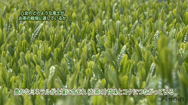 『煎茶の製造工程』をYouTube【日本通TV】チャネルに公開