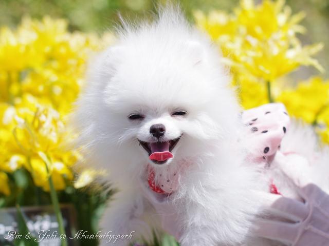 犬は笑う！？犬の笑顔写真ばかりを集めたWEB写真投稿企画がスタート