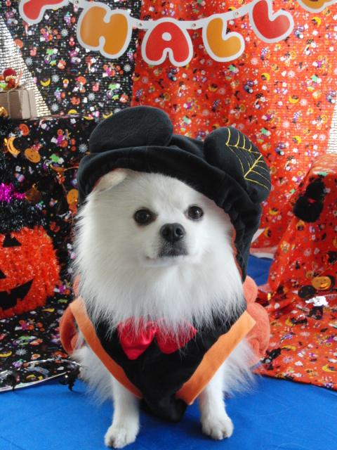 「HAMACOS！×SWEETA」 横浜市で開かれるイベントに「コスプレ」した愛犬たちが出場！ 