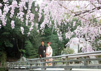 満開の“桜”の下で撮影するウェディングフォトプラン「桜ウェディングロケーションプラン」